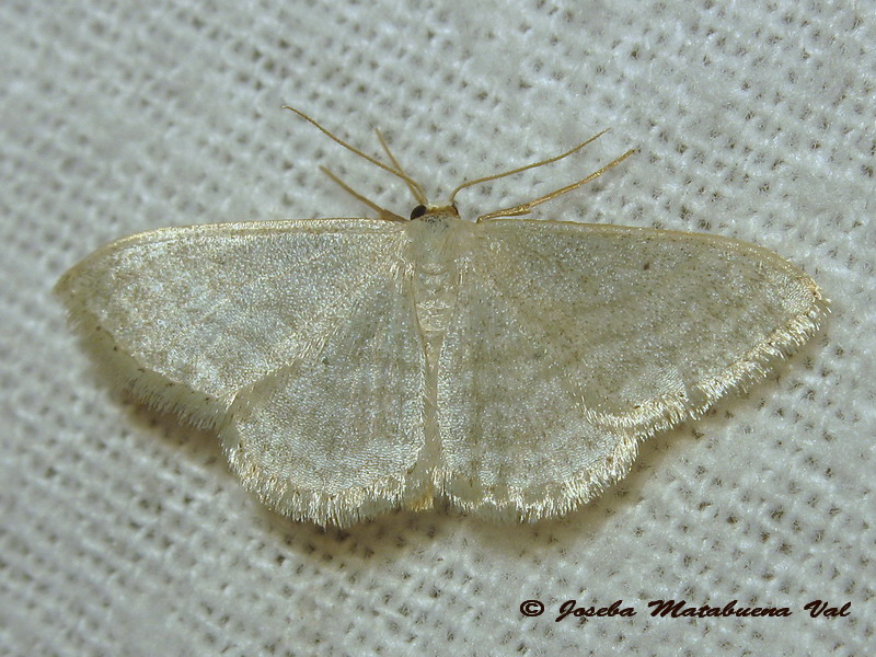 Geometridae da id. - Idaea subsericeata